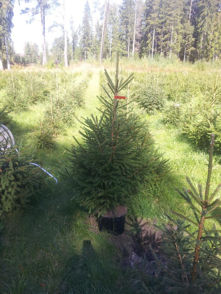 Izrakta un podā ielikta Latvijas Ziemassvētku egle egļu audzētavā